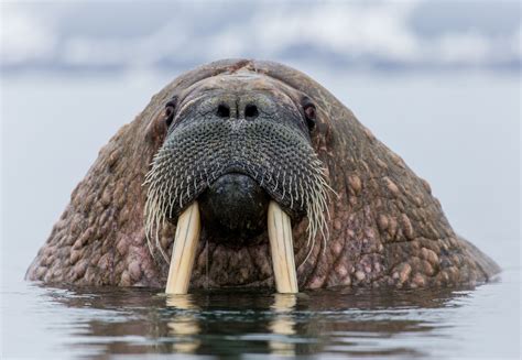 how long are walrus tusks